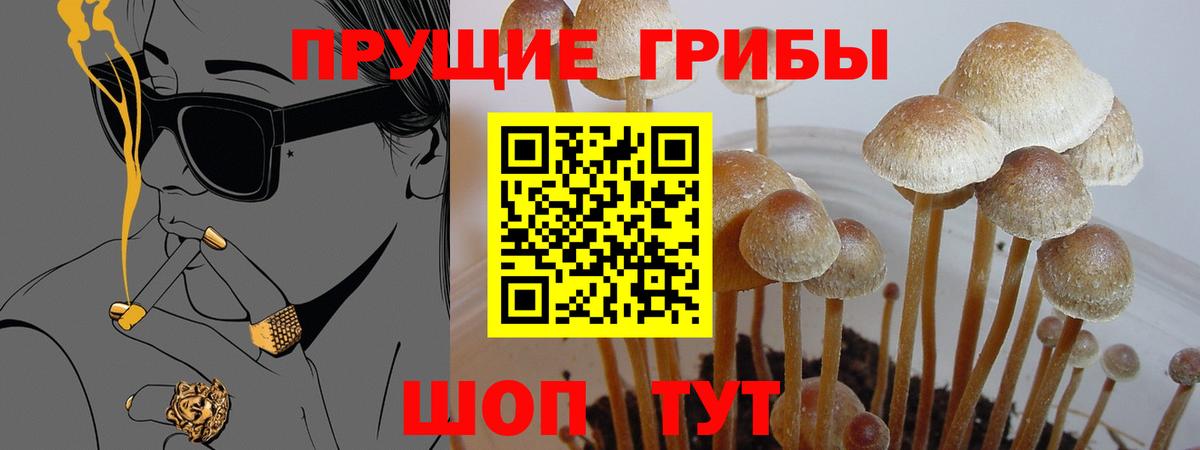 Канаш  Галлюциногенные грибы GOLDEN TEACHER  Вход с VPN  Галлюциногенные грибы Psilocybe 